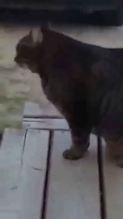 Canadian Fat Cat Running Funny, Kitten, Funny Cat Videos, Funny Pet, Fat
