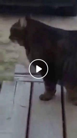 Canadian Fat Cat Running Funny