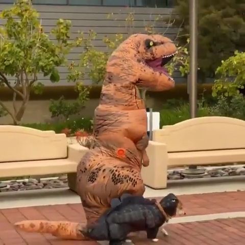 Dog and owner dinosaur costume for walking around together, Funny, Dinosaur, Dinosaur Costume, Funny Pet, Funny Dog Gifs