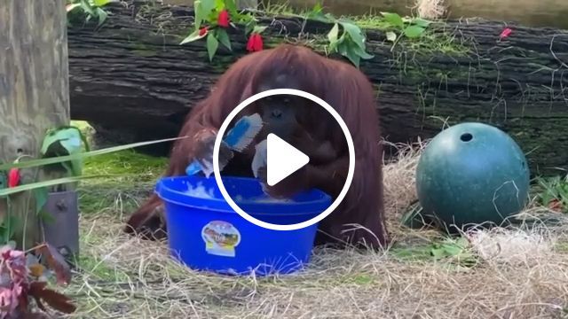 Always keep your hands clean, awesome, funny animal videos, orangutan, wash your hands, zoo. #0