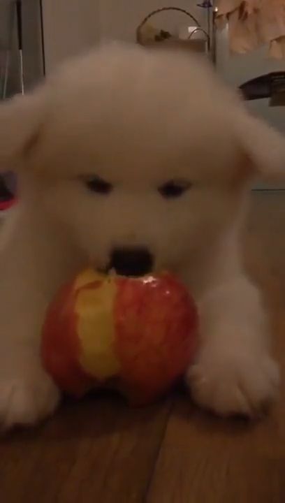 Adorable puppy eat apple, cute puppy videos, cute pet, puppy, apple, adorable, fruit.