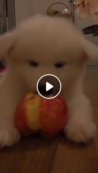 Adorable puppy eat apple