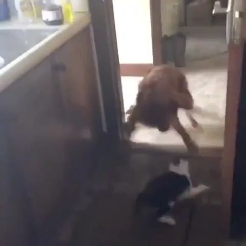 The great escape: cat vs dog, funny cat gifs, funny dog gifs, funny pet, jump, awesome.
