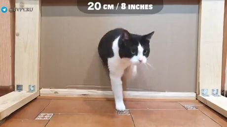 What size is my cat, funny cat videos, funny pet, size, kitten.