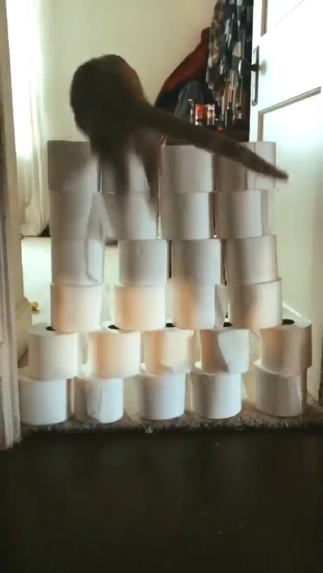 Hilarious cat jumping over a wall of toilet paper, funny cat videos, funny pet, jump, toilet paper, challenge.
