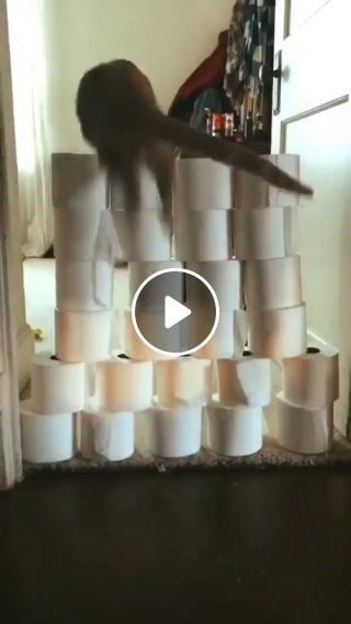 Hilarious Cat Jumping Over A Wall Of Toilet Paper