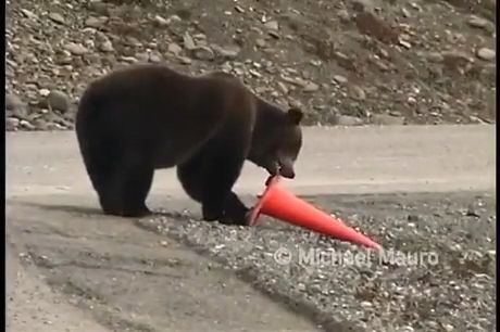 Bear performs a small act of community service, wild animal, bear, awesome, funny.
