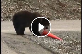 Bear performs a small act of community service