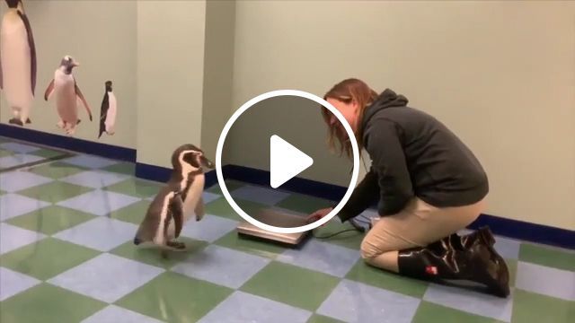 Check the weight of cute penguins, cute animal videos, penguin, zoo, adorable. #0