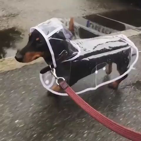 Cute dog raincoat, funny dog videos, funny pet, rain, raincoat.