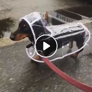 Cute Dog Raincoat