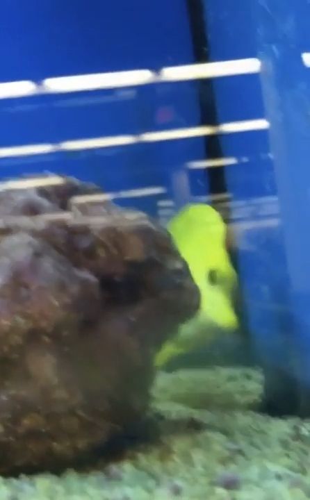 A Yellow Tang Fish Playing Peekaboo. Funny. Fish. Peekaboo. Game. Aquarium.