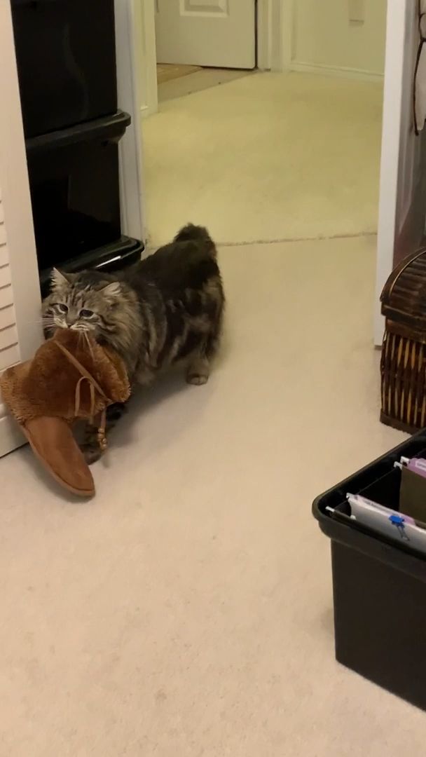 This cat is smarter than you think, funny cat videos, funny pet, smart, shoes.
