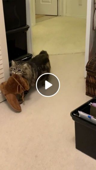 This Cat Is Smarter Than You Think