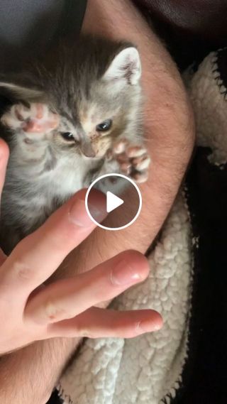Play With a Cute Kitten