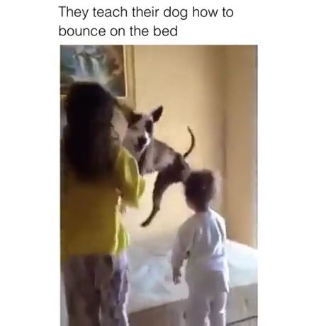 Two kids teach their dog how to bounce on the bed, funny dog videos, funny pet, funny, kid, bed, jump.