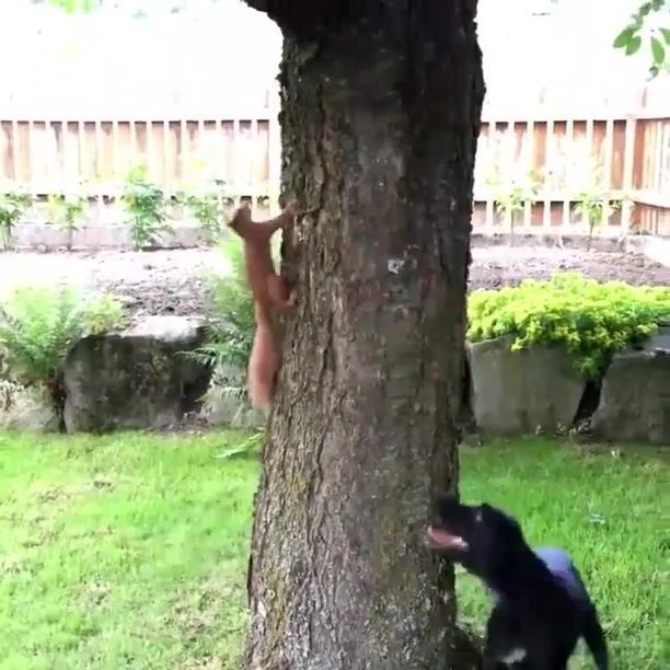 Catch Me If You Can. Dog. Squirrel. Pet. Tree. Catch.