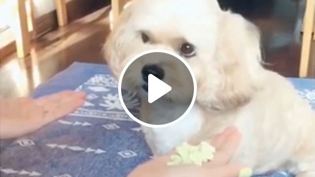 Congratulations On Guessing Correctly, LOL. Dog Owner. Funny Pet. Funny Dog Videos. Pet Food. #0