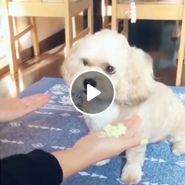 Congratulations On Guessing Correctly, LOL. Dog Owner. Funny Pet. Funny Dog Videos. Pet Food. #1