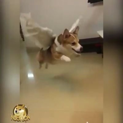 I Believe I Can Fly. Dog. Pet. Adorable. Fly.