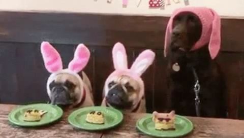 Cake eating contest, haha, funny dog, funny pet, pug dog.