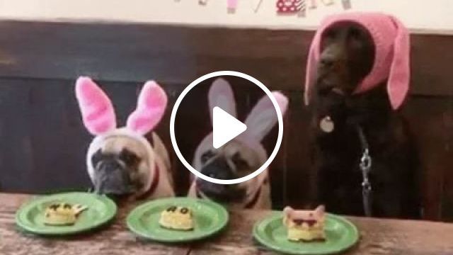 Cake Eating Contest, Haha - Video & GIFs | funny dog, funny pet, pug dog