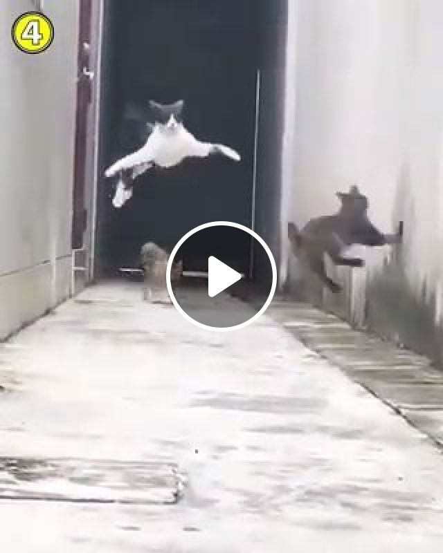 Spectacular Escape. Cat. Pet. Jump. Excellent. #1