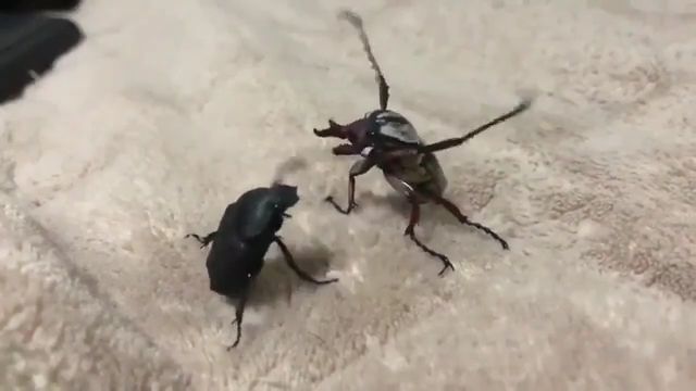 MMA Version Of The Beetle. Mma. Fight. Beetle. #2