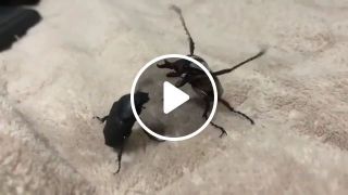 MMA version of the beetle