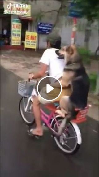 Ride A Bike With A Lovely Dog