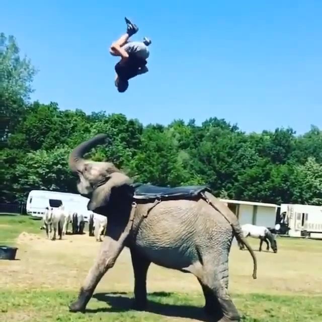 Beautiful Moment!. Elephant. Animal. Performances.