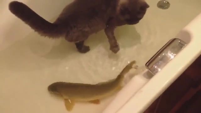 Bathe with a small fish, cat, fish, bath, pet.