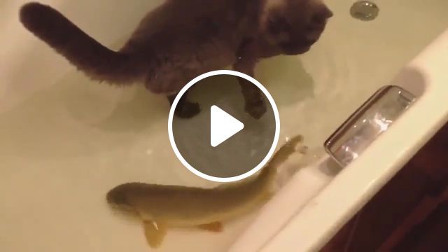 Bathe with a small fish, cat, fish, bath, pet. #0