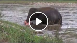 Baby elephant rescues man swimming in a river