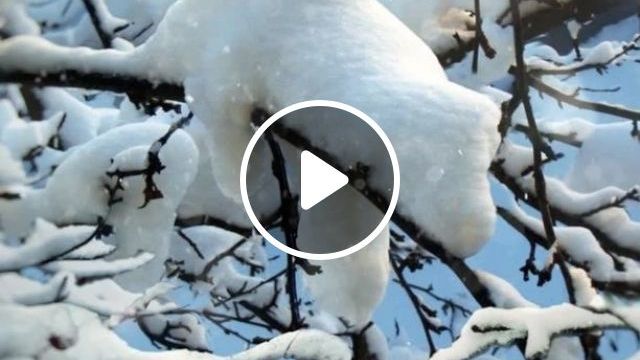 Do You Know This Animal?. Cute. Adorable. Snow. Animal. #0