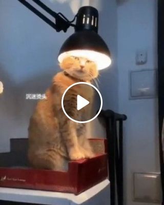 This cat wants to be a Lamp
