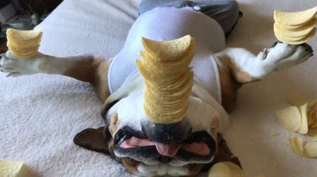 Best party trick ever, funny dog videos, funny pet, balance, sleep.