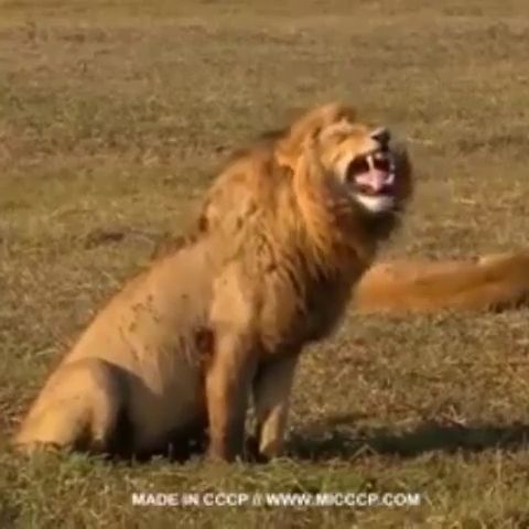 Lion laugh hahaha, Lion, Funny, Wild Animals, Laugh