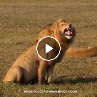 Lion laugh hahaha