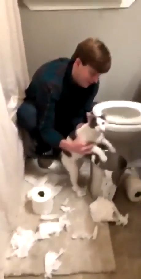 How to stop cat from attacking toilet paper, funny, funny cat, toilet paper, mischievous.