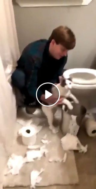 How to stop cat from attacking toilet paper