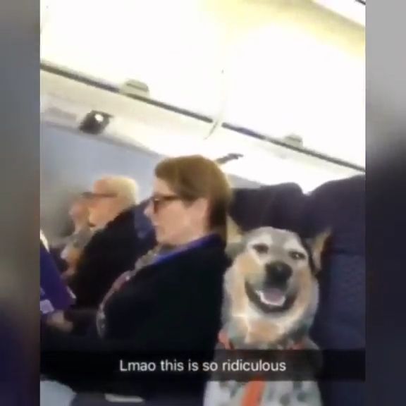 Dog on a plane, funny, plane, funny dog, pet.
