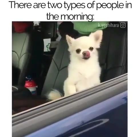 There are two types of people in the morning, funny dog videos, funny pet, morning.