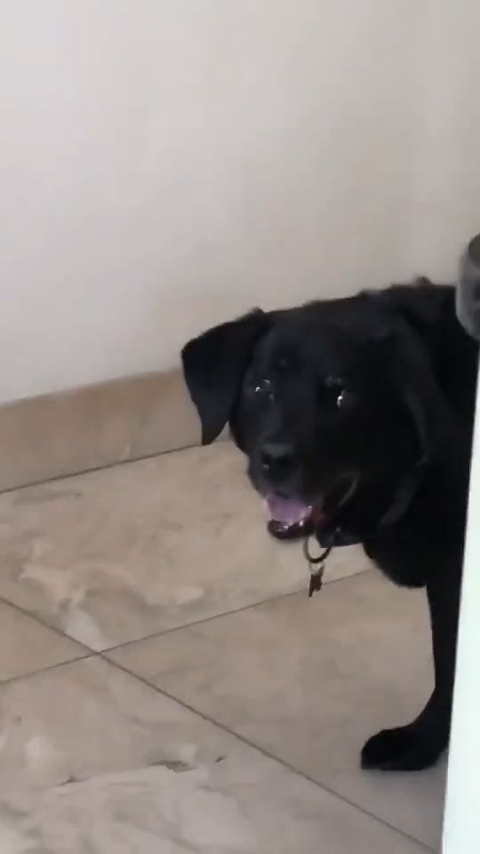 Hungry dog waiting for dinner - Video & GIFs | funny dog videos,funny pet,hungry,dinner