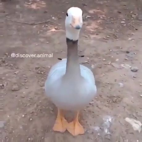 Goose dancing, goose, funny animal, dance.
