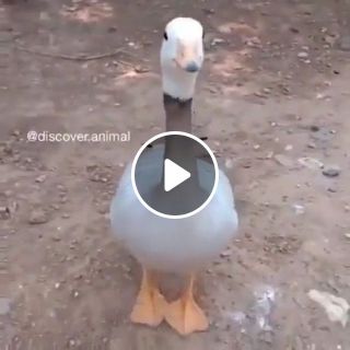 Goose Dancing