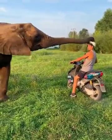 Always wear helmet while driving, funny animal videos, elephant, riding, funny.