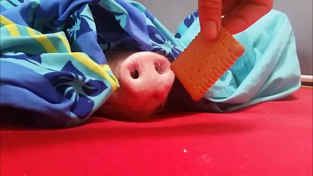 Pig Snatching Cookie memes - Video & GIFs | pet memes,animals memes,movie moments memes,comedy memes,fun memes,hybrids memes,mashups memes,mashup