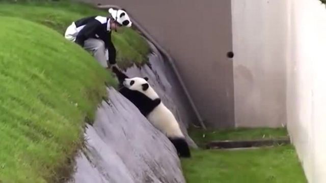 Bring me the panda memes