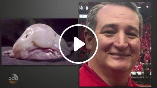 Dear jimmy kimmel, we have are own politician blobfish memes